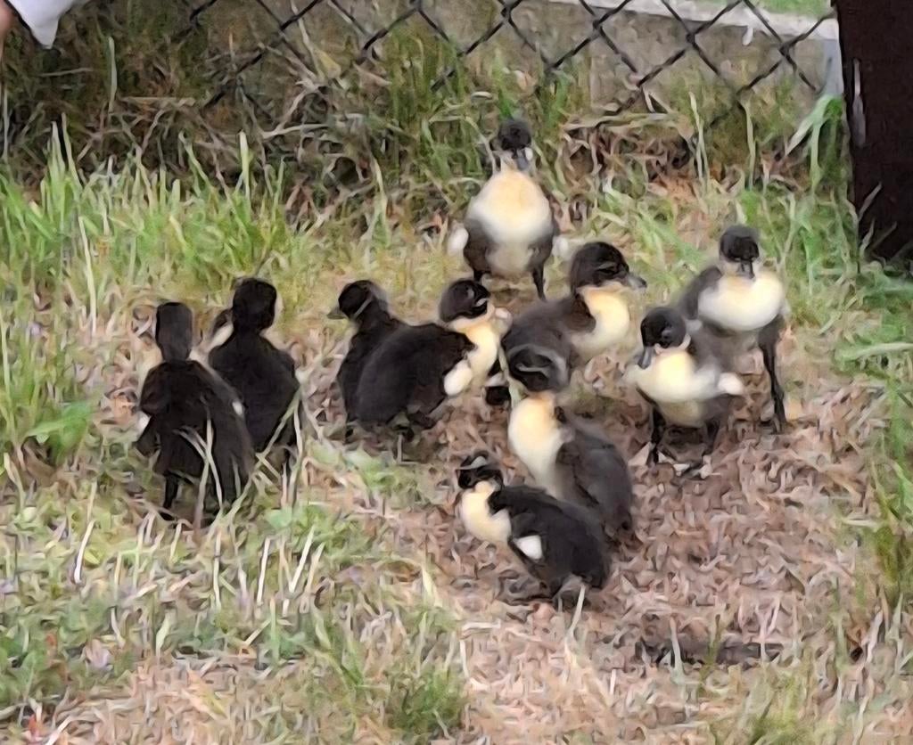 Loopeenden kuikens, Dieren en Toebehoren