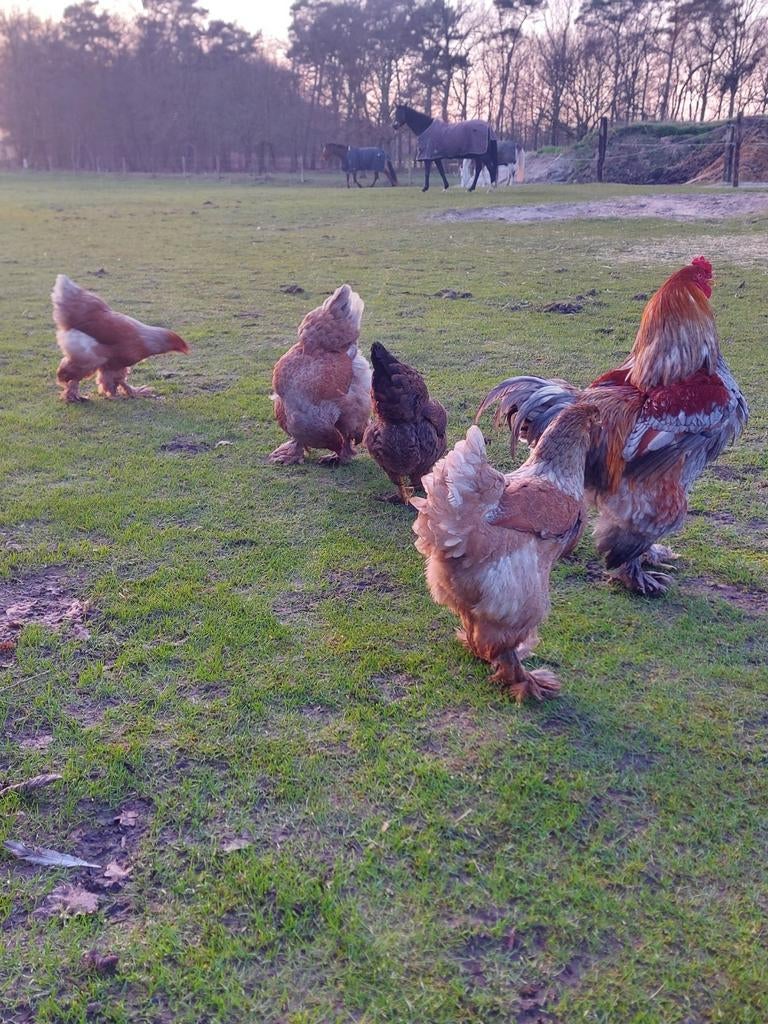 Broedeieren brahma blauwpatrijs, Sexe inconnu, Poule ou poulet