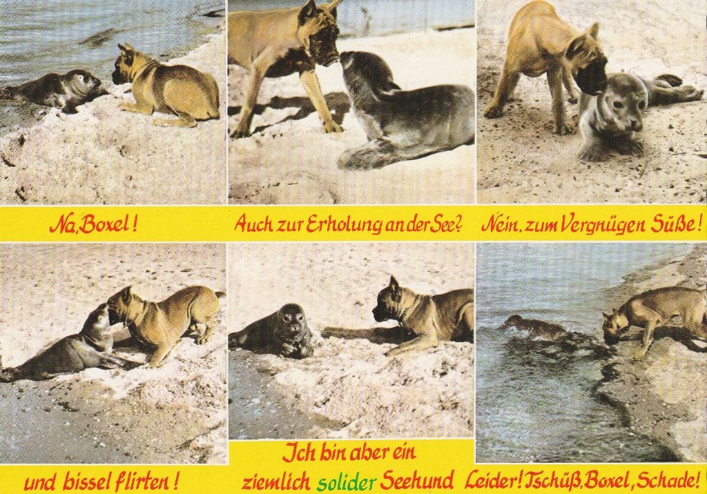 ZEEHOND  PUPPY  MET  JONGE  BOXER, Verzenden, Ongelopen, Overige soorten