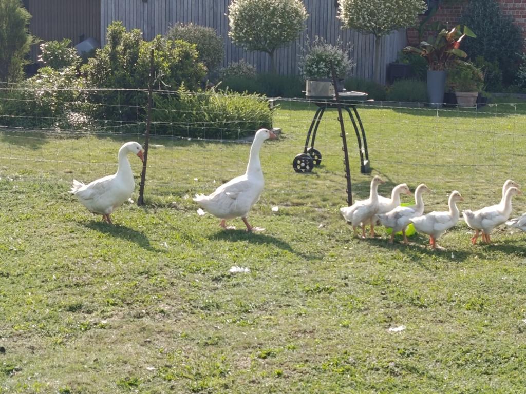 mannelijke witte gans, Dieren en Toebehoren, Pluimvee