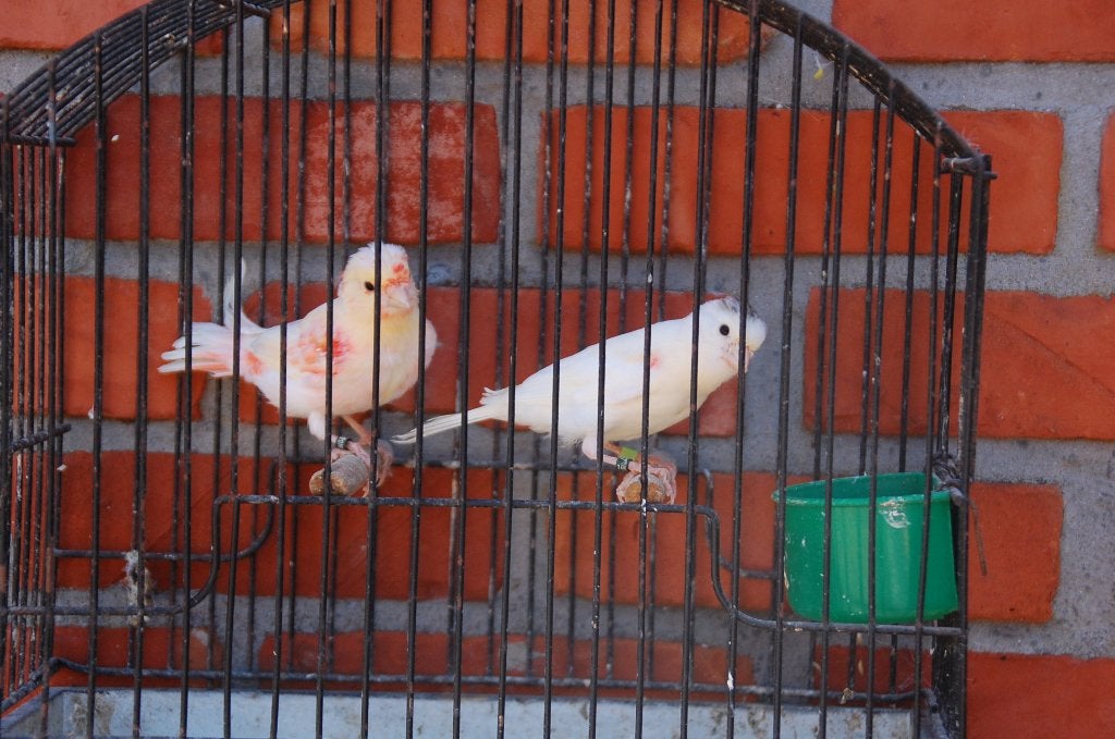 mozaiek koppel, Dieren en Toebehoren, Vogels | Kanaries