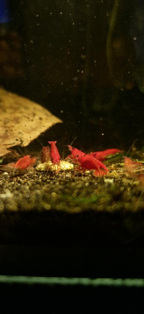 Vuurgarnaal (Neocaridina), Dieren en Toebehoren, Kreeft, Krab of Garnaal, Zoetwatervis, Schoolvis