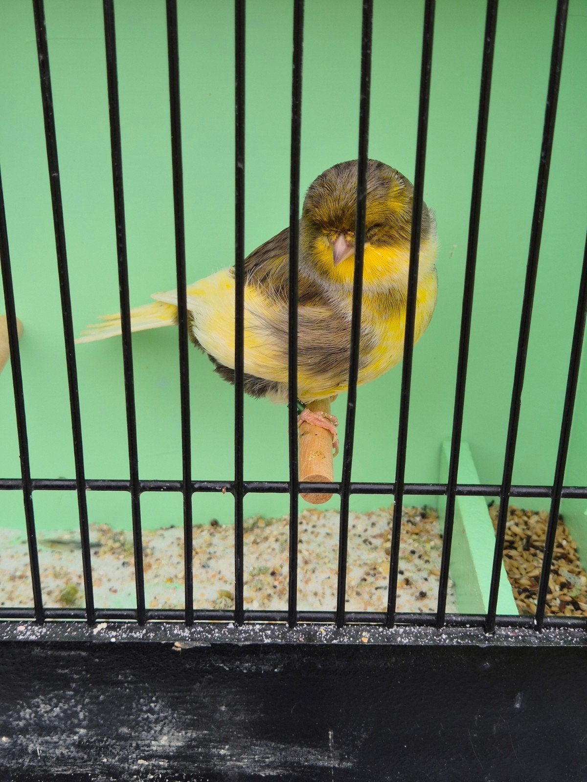 glosters gladkoppen, Animaux & Accessoires, Plusieurs animaux, Canari de posture