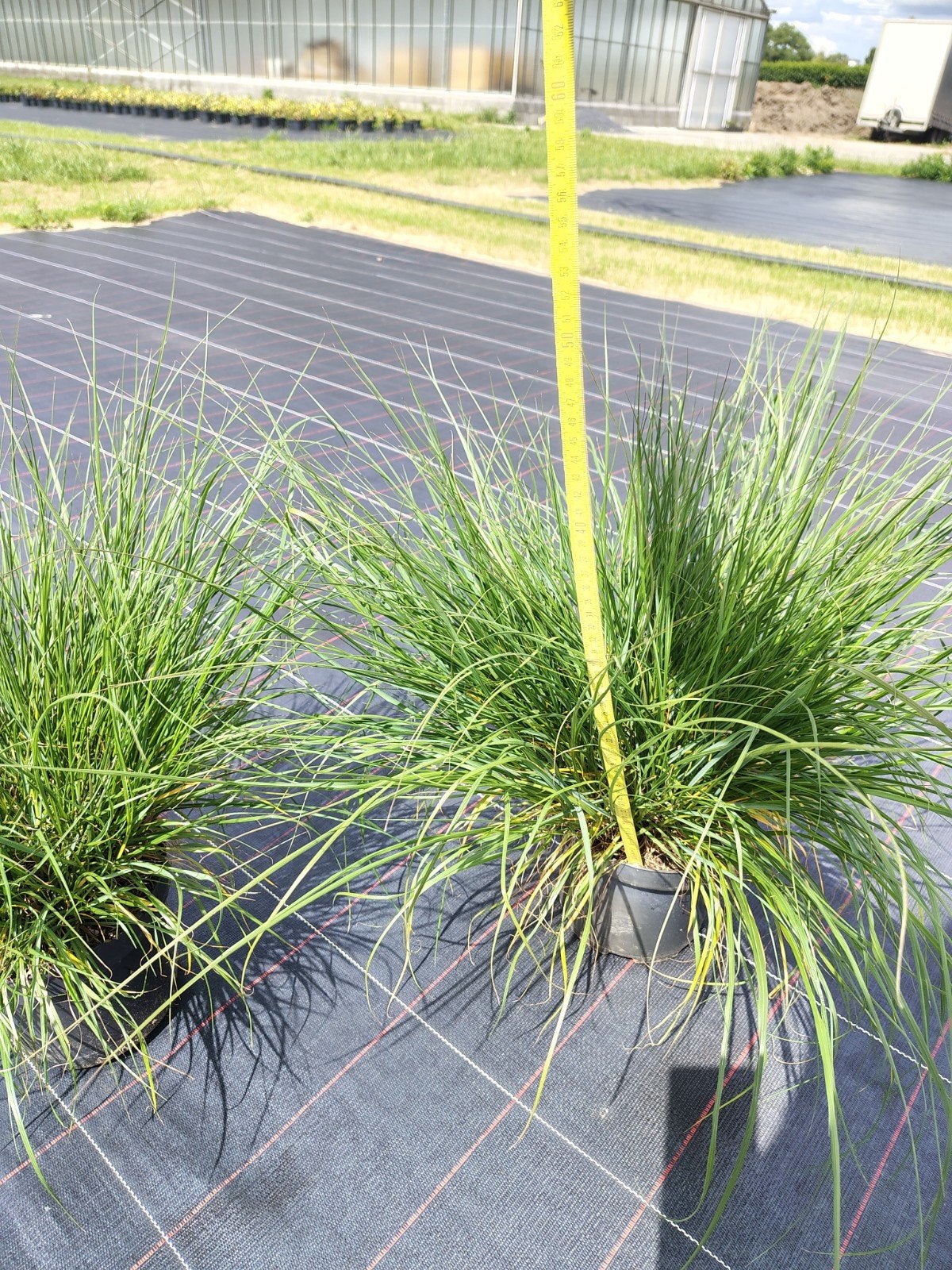 Pennisetum alop.'Hameln', Jardin & Terrasse, Bulbes & Semences, Enlèvement