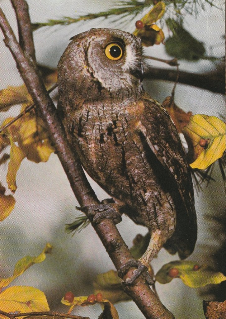 DWERGOORUIL, Verzamelen, Postkaarten | Dieren, Verzenden, Gelopen, Vogel