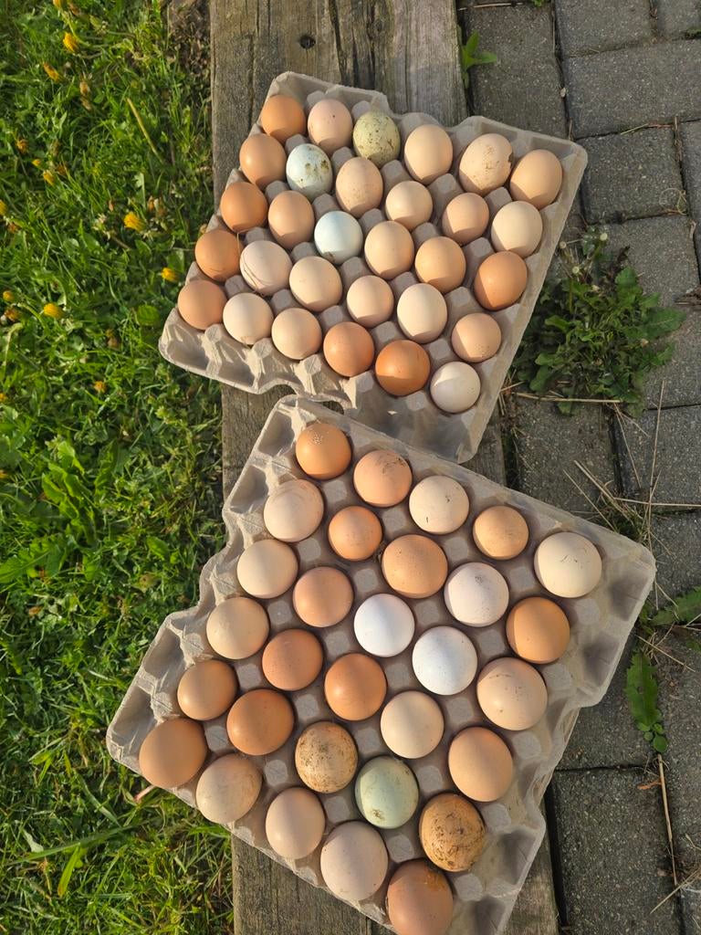 Bio eieren, Dieren en Toebehoren