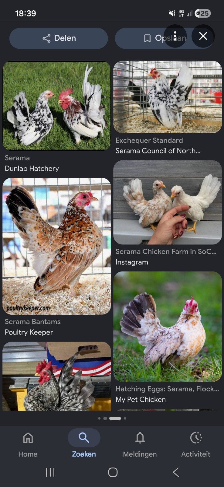 serama hen gezocht, Dieren en Toebehoren, Pluimvee, Vrouwelijk, Kip