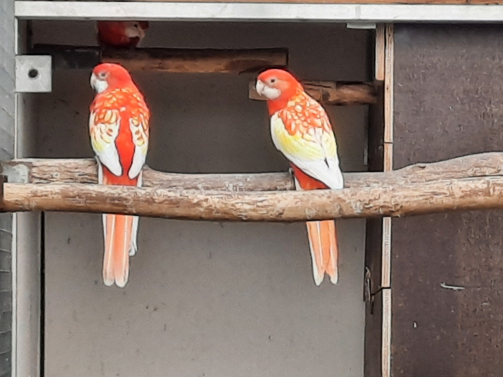 Rubino rosella's, Meerdere dieren, Parkiet, Geringd