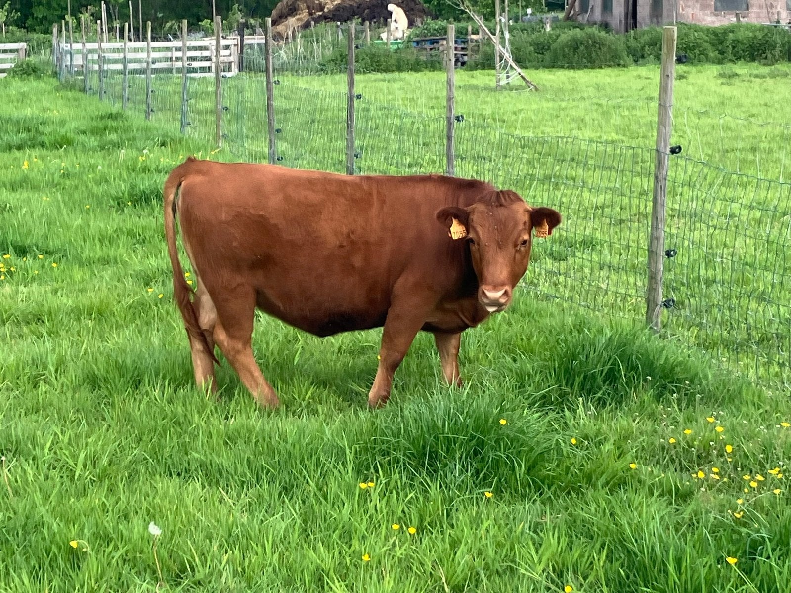 Laagbenig rood dexter koe 14 maand, Femelle, 0 à 2 ans