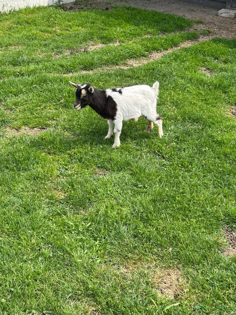 Dwerggeit: bokje geboren op 13 januari, Dieren en Toebehoren, Schapen, Geiten en Varkens, Mannelijk, Geit, 0 tot 2 jaar