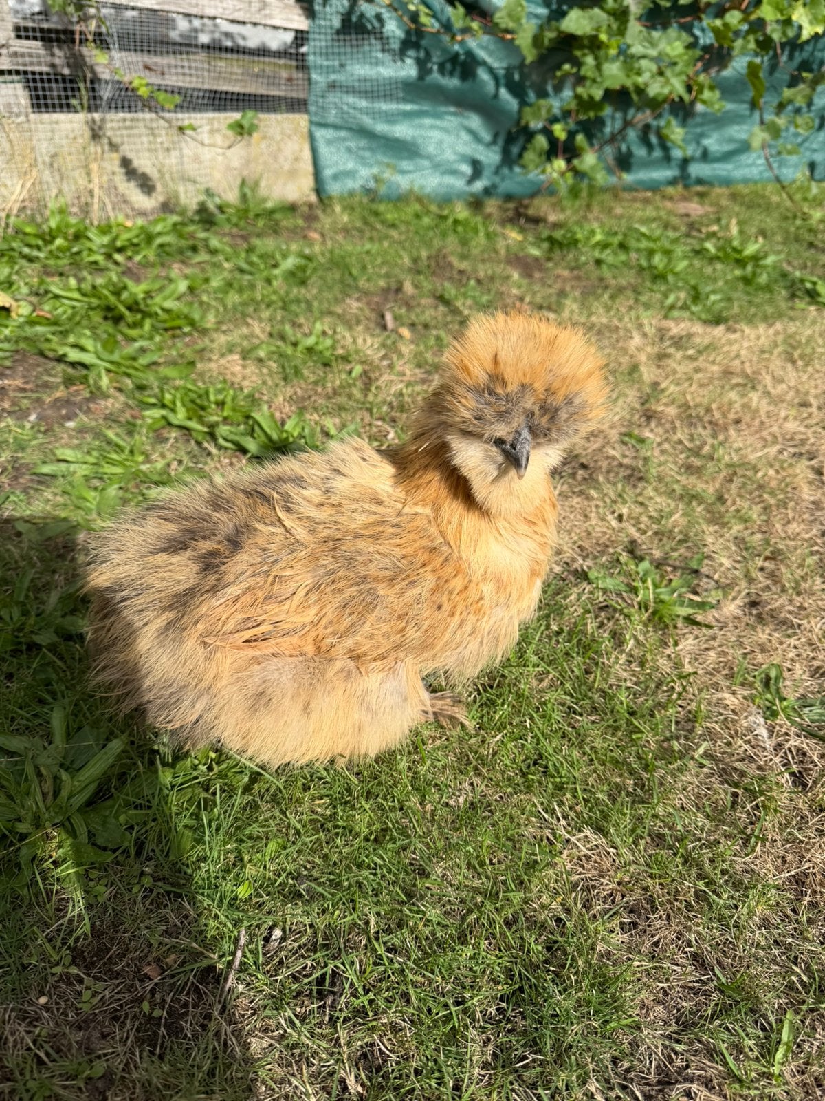 Couple de volailles à soie de race, Plusieurs animaux, Poule ou poulet