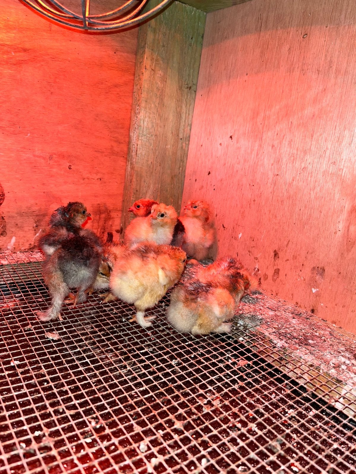 Kuikens brahma buff columbia, Dieren en Toebehoren, Pluimvee, Meerdere dieren, Kip