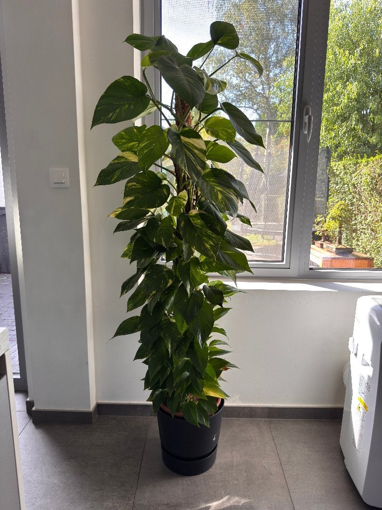 Grote kamerplant, Huis en Inrichting, Ophalen, Halfschaduw, Minder dan 100 cm