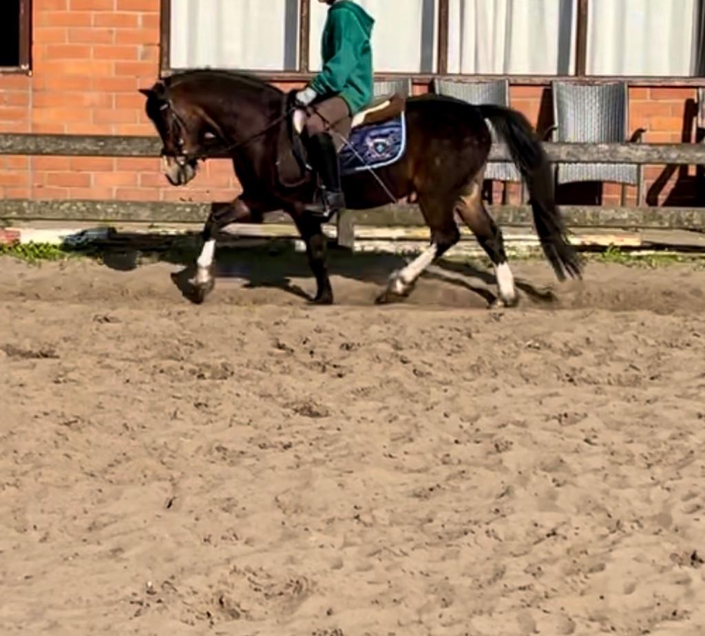 Super brave A pony, Dieren en Toebehoren, Ruin, A pony (tot 1.17m), 3 tot 6 jaar, Met stamboom
