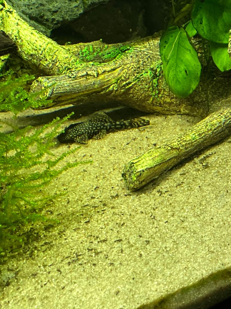 Borstelneus pleco