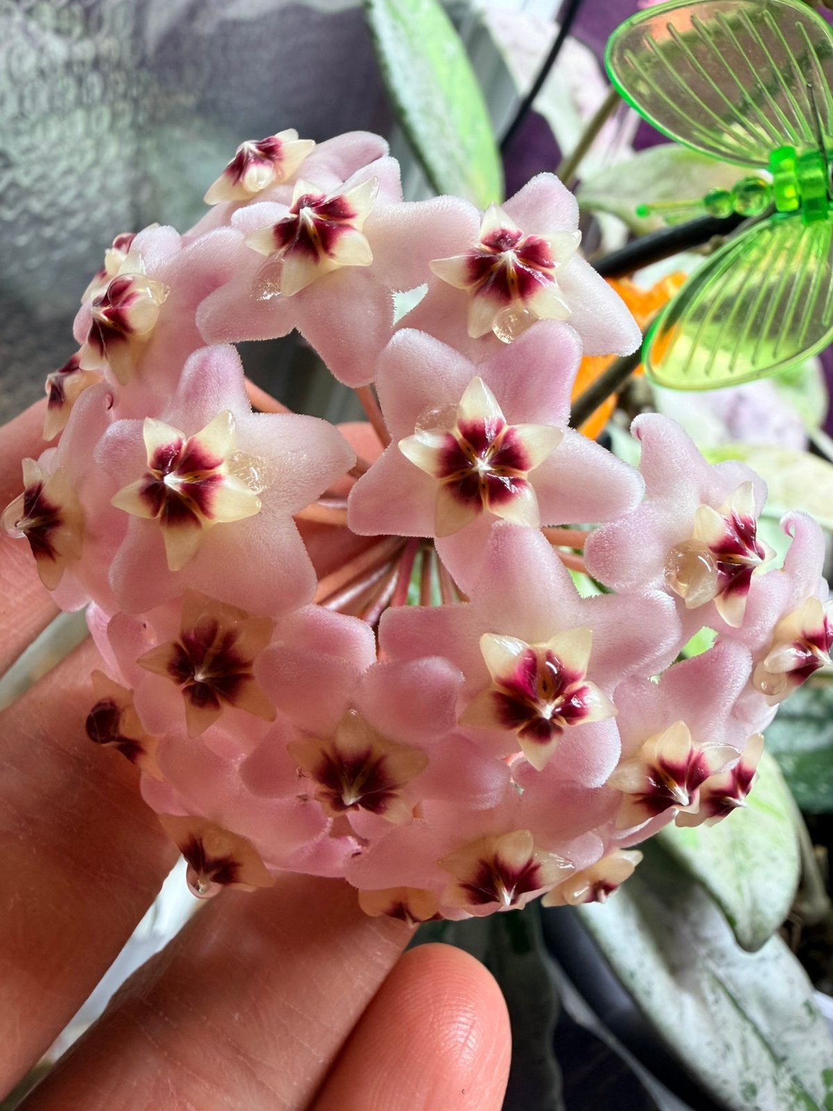Hoya wilbur graves silver, Huis en Inrichting, Verzenden