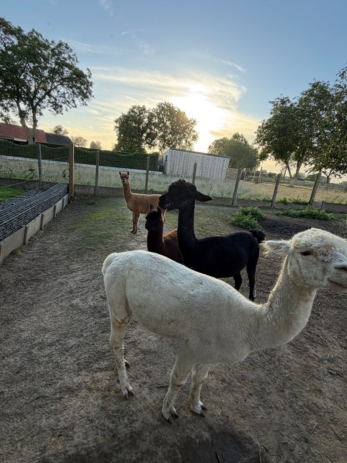 Alpacas te koop, Dieren en Toebehoren, Juni, Meerdere dieren