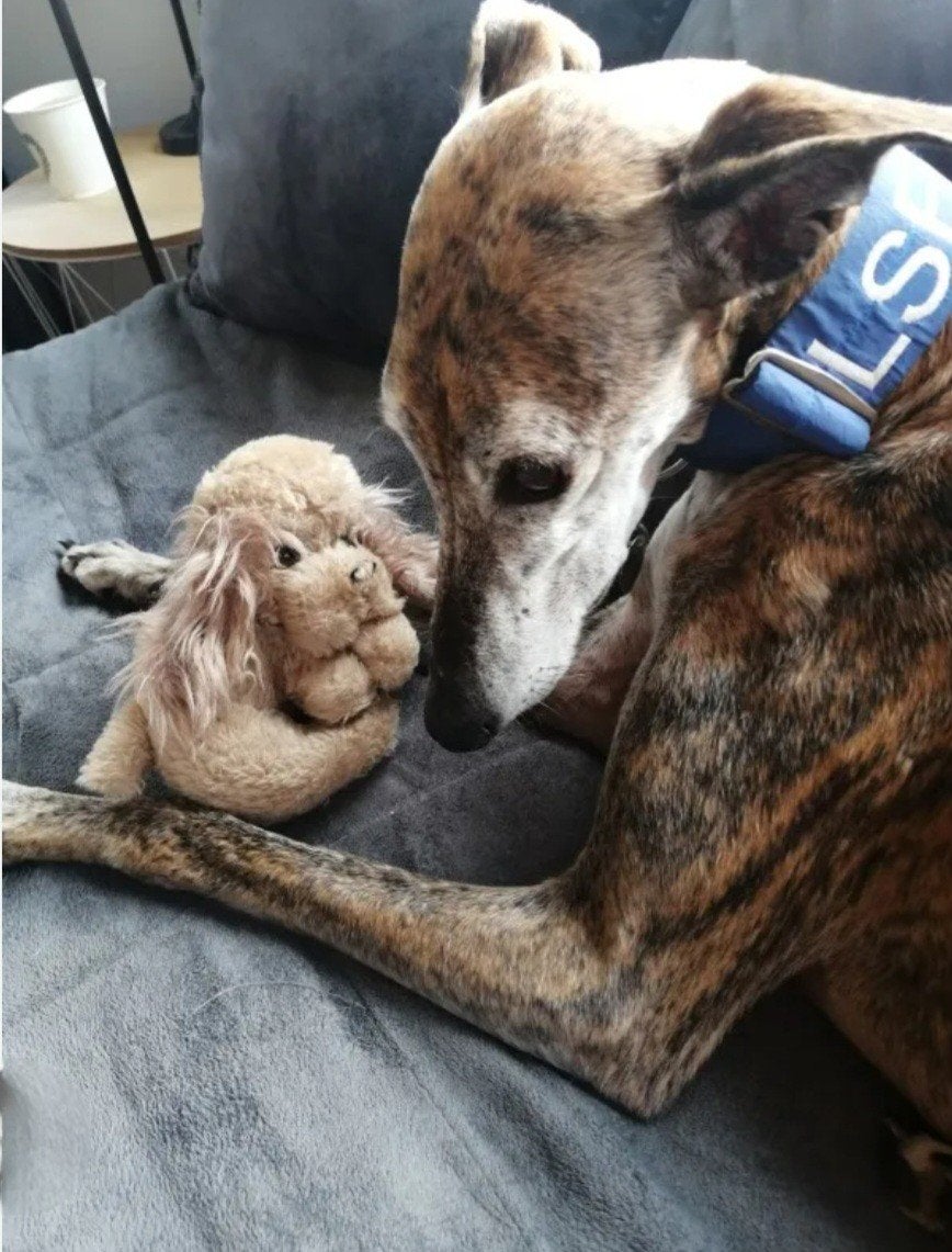 DOG SITTER LÉVRIER, Animaux & Accessoires, Maisons pour chiens, Neuf, Enlèvement