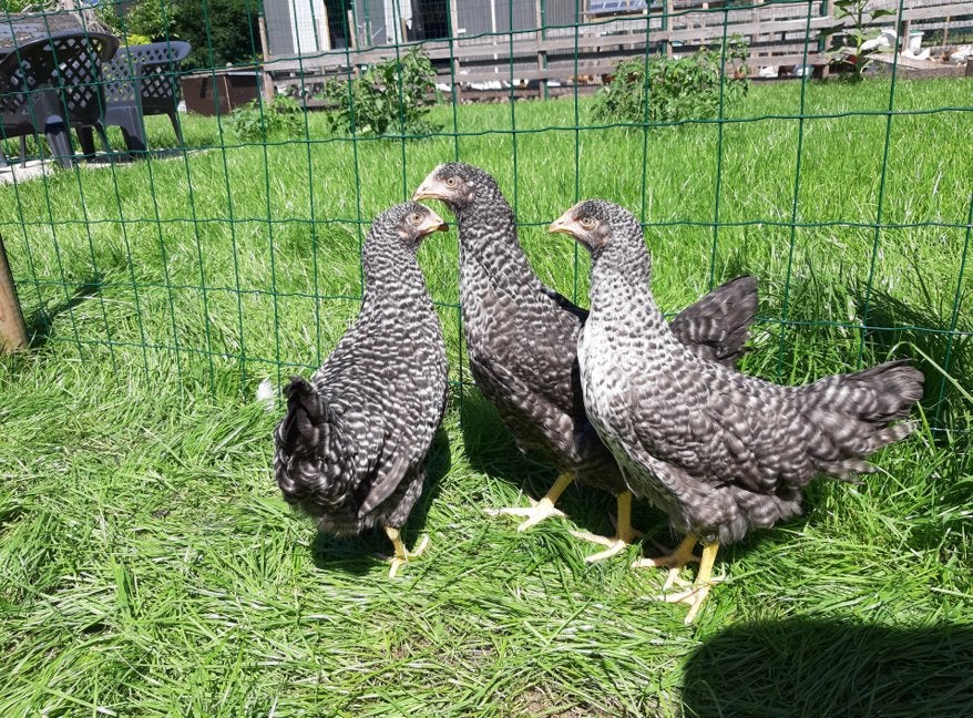 Legkippen af te halen, Dieren en Toebehoren, Vrouwelijk, Kip