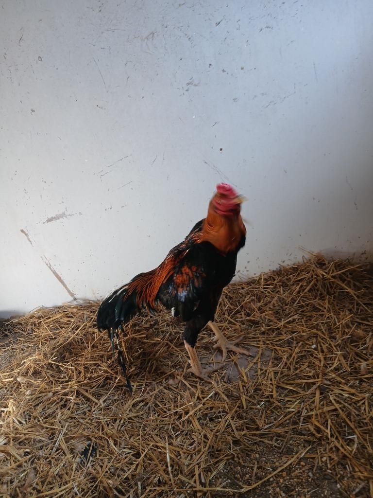 Shamo de qualité supérieure, Mâle, Poule ou poulet