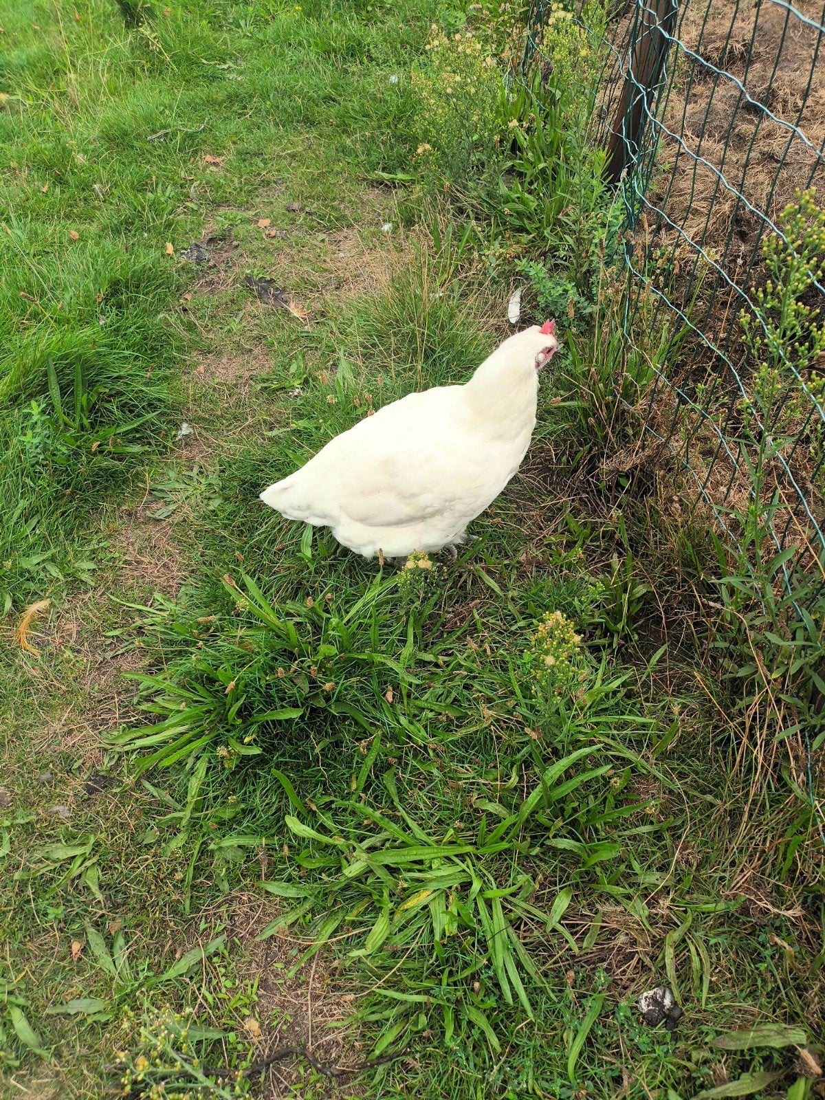 poule de bresse kip, Femelle, Poule ou poulet
