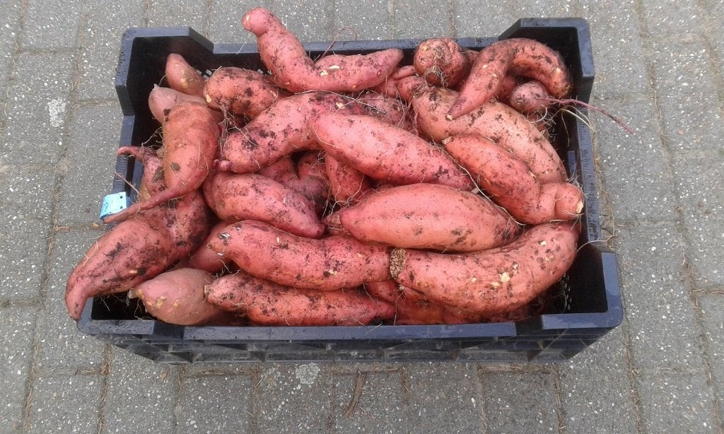 Zoete aardappels, bataat, van eigen bodem., Ophalen