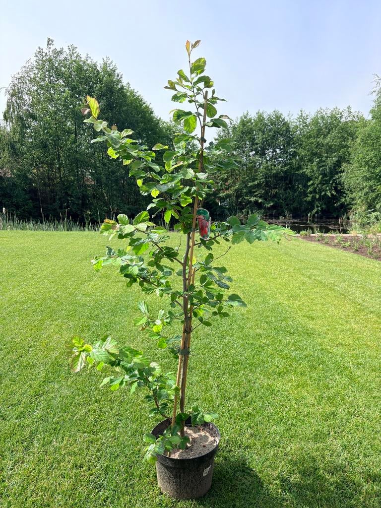 Parrotia Persica Vanessa, Tuin en Terras, Ophalen