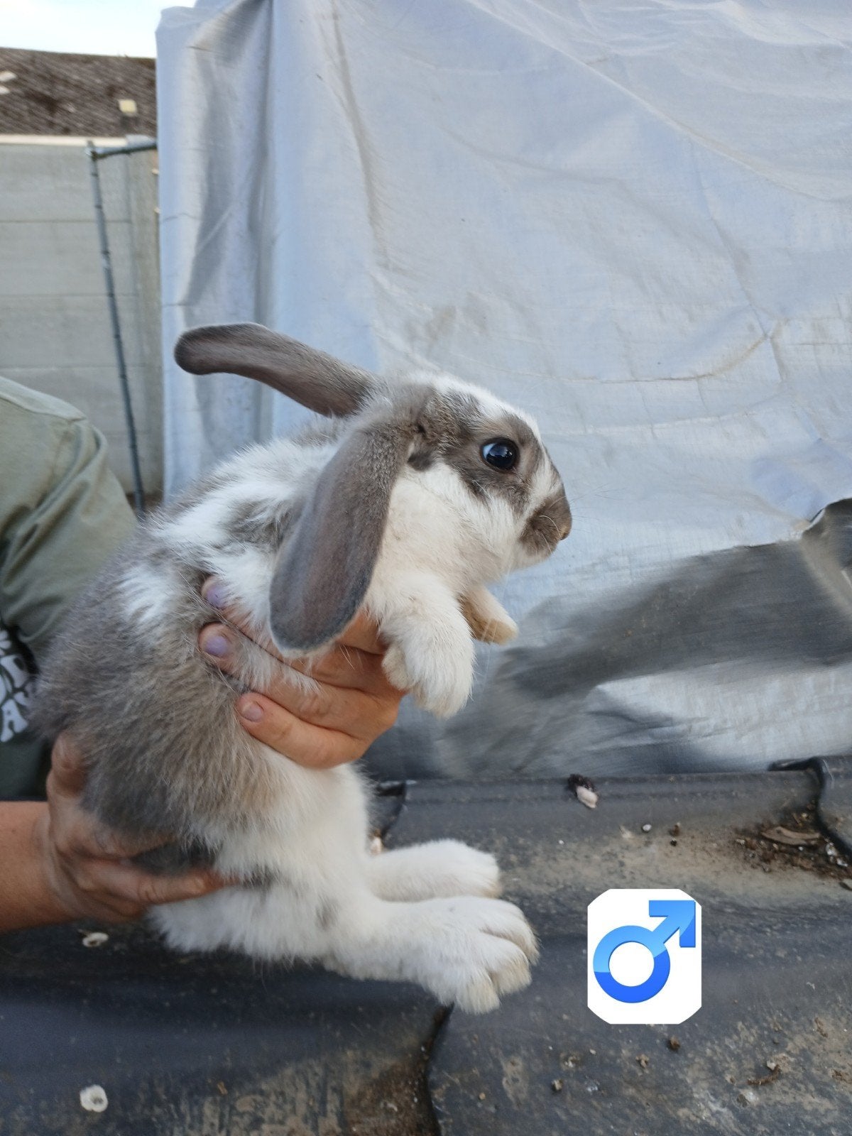 hangoorkonijn, Dieren en Toebehoren, Konijnen, Mannelijk, Klein, Hangoor, 0 tot 2 jaar