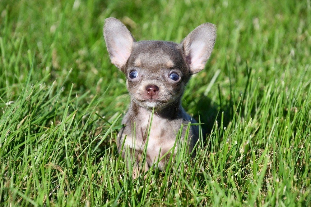 Chihuahua pups te koop (korthaar), België, CDV (hondenziekte), 8 tot 15 weken, Teef