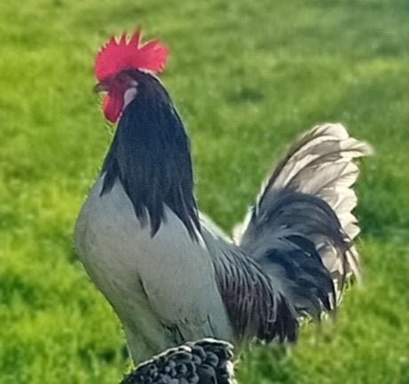 Haan Lakenvelder, Dieren en Toebehoren, Pluimvee, Mannelijk, Kip