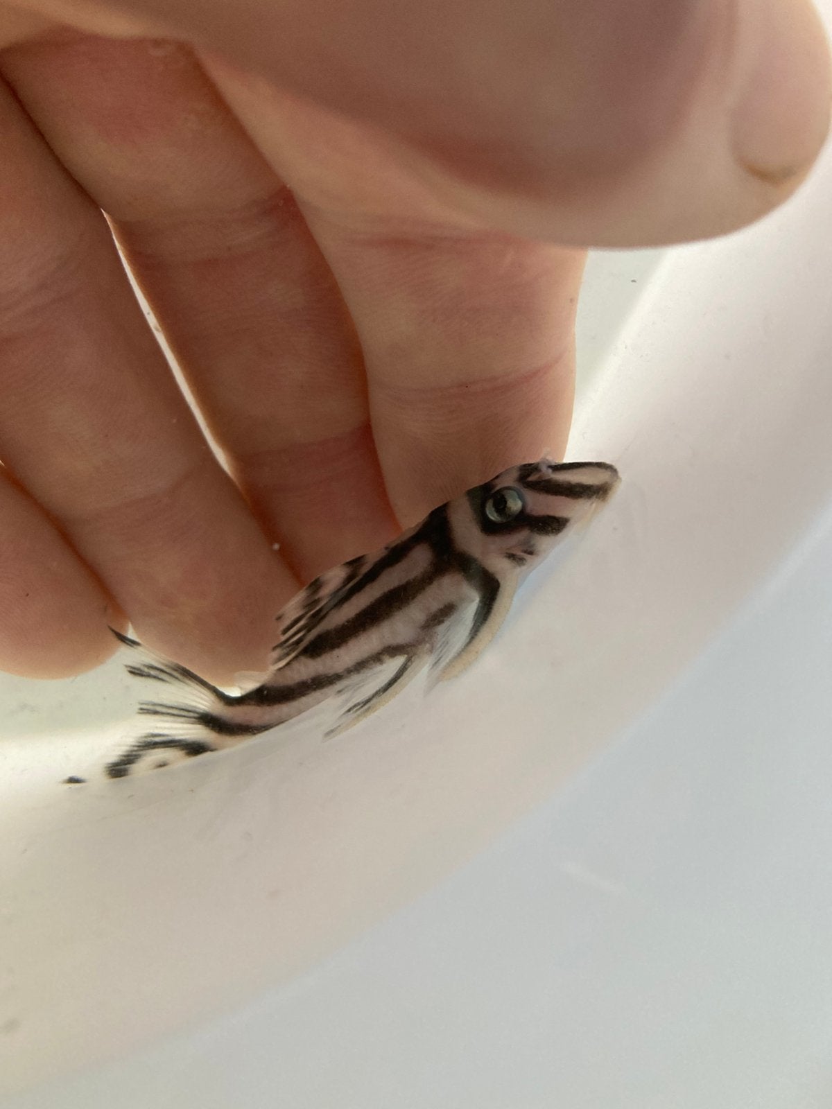 Koppel Hypancistrus Zebra L46, Dieren en Toebehoren, Vis, Zoetwatervis