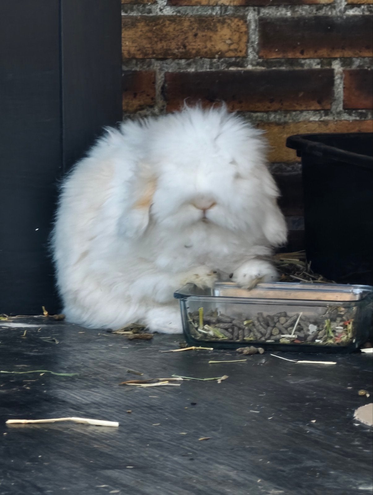 rammelaar 8j zoekt lieve vroedster, Mannelijk, Klein, Hangoor, 6 tot 8 jaar