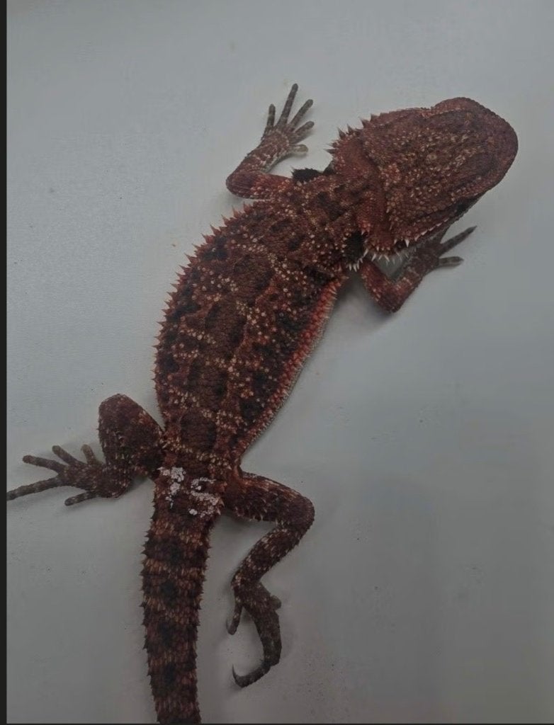 Dragon barbu, monstre rouge, homme noir (l'hypo), Animaux & Accessoires, Lézard, Domestique, 0 à 2 ans