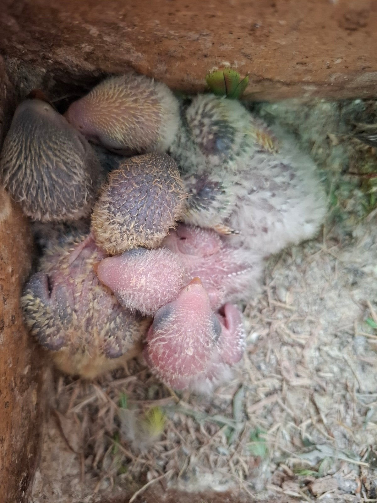 agapornis roseicollie babys handtam, Dieren en Toebehoren, Pluimvee