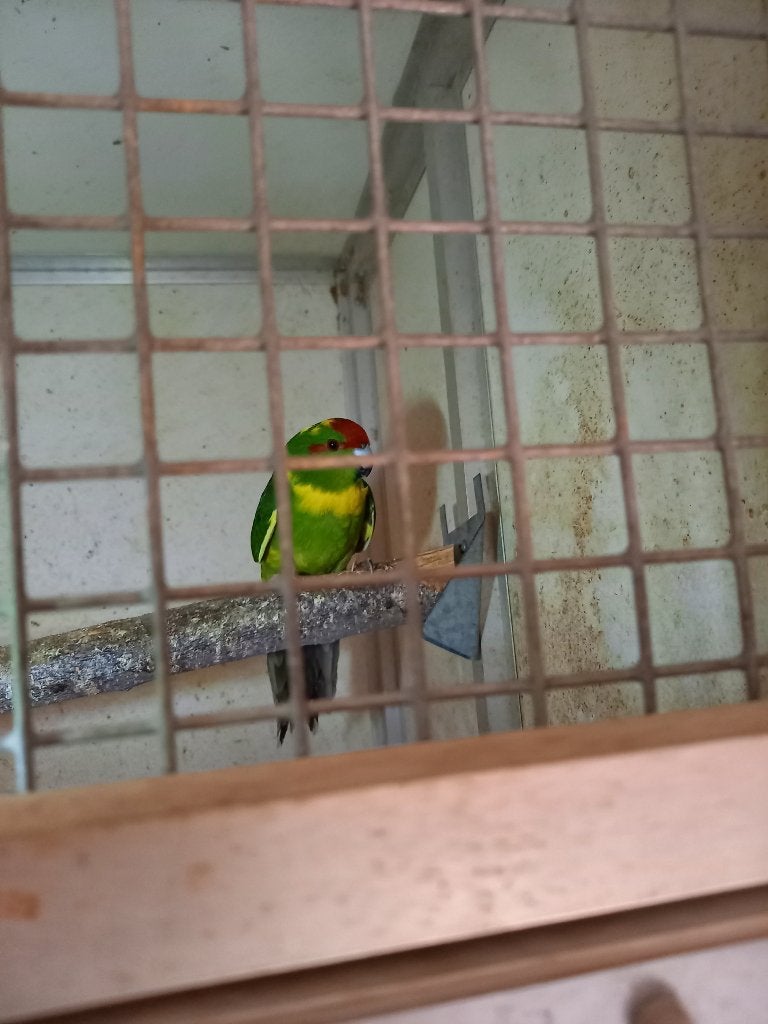 kakariki, Dieren en Toebehoren