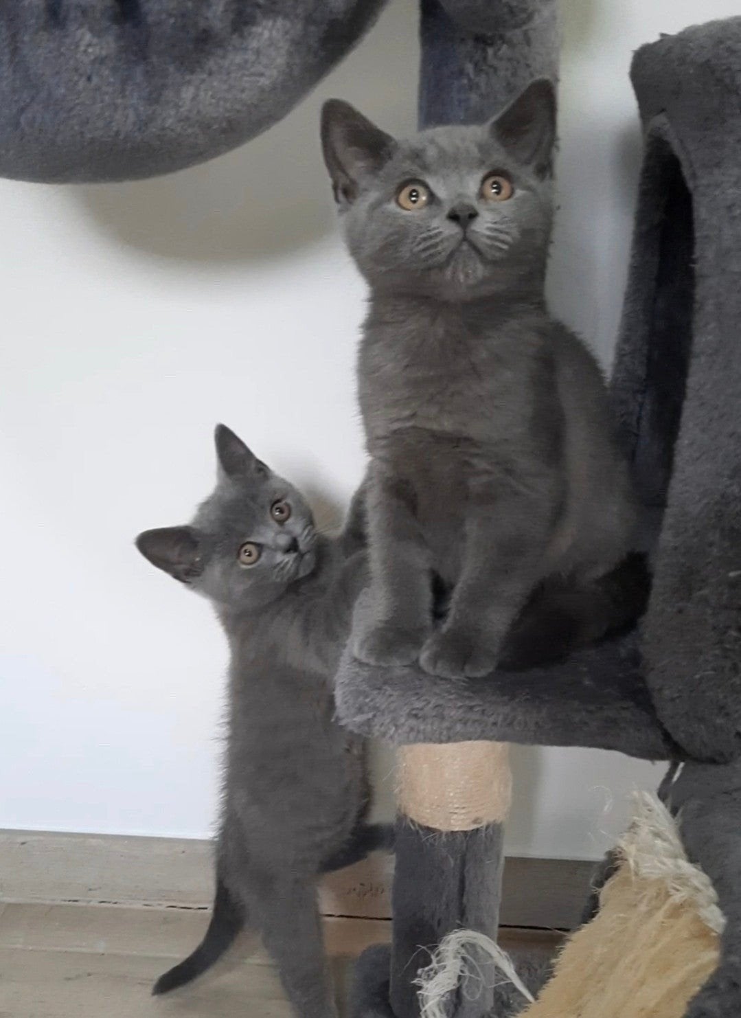 Chatons britanniques à poil court 2 autres chatons, Animaux & Accessoires, Chatte ou Chat, Vermifugé, 0 à 2 ans