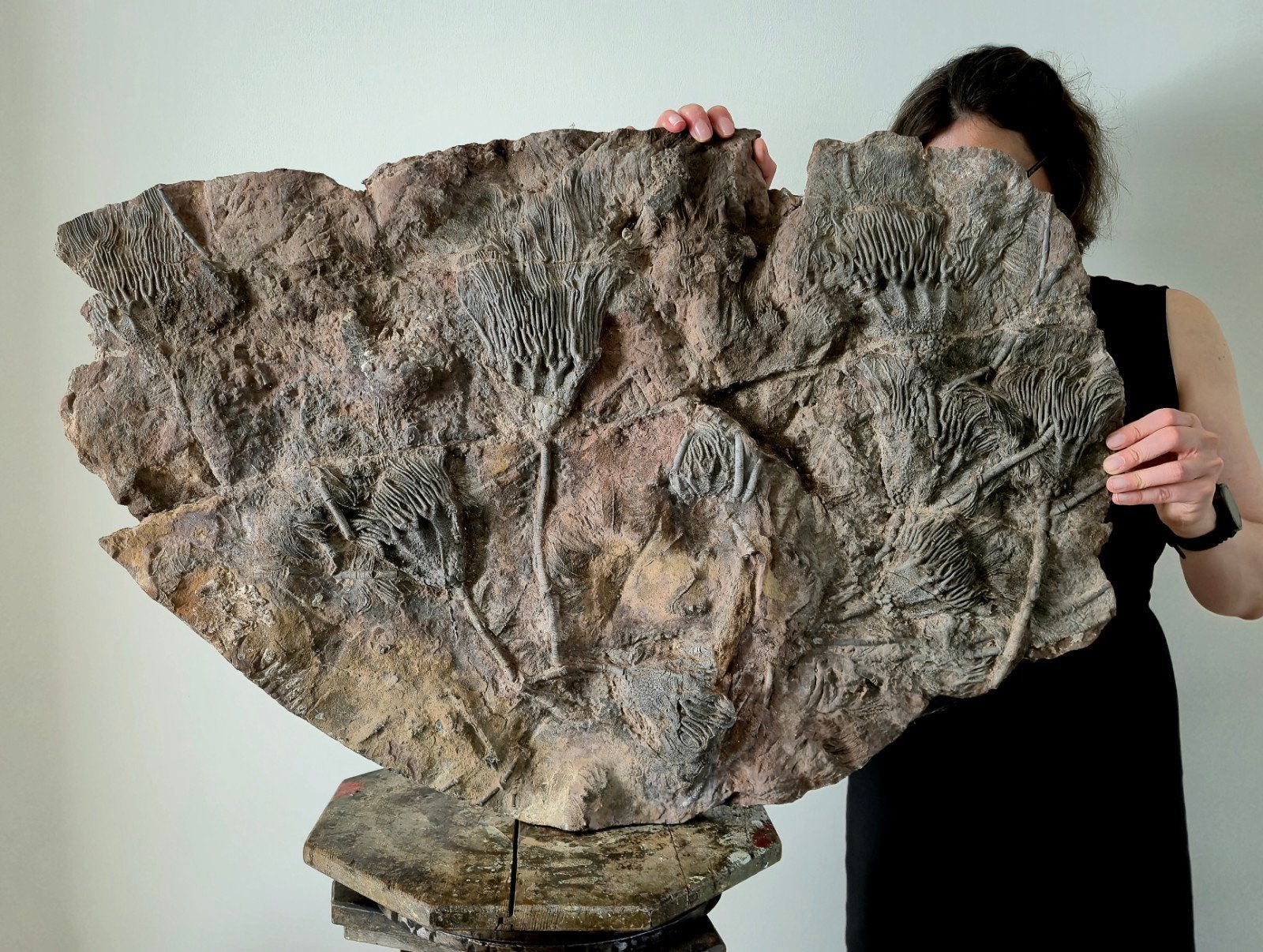 XXL Crinoïden Matrix fossielen, Collections, Minéraux & Fossiles, Enlèvement
