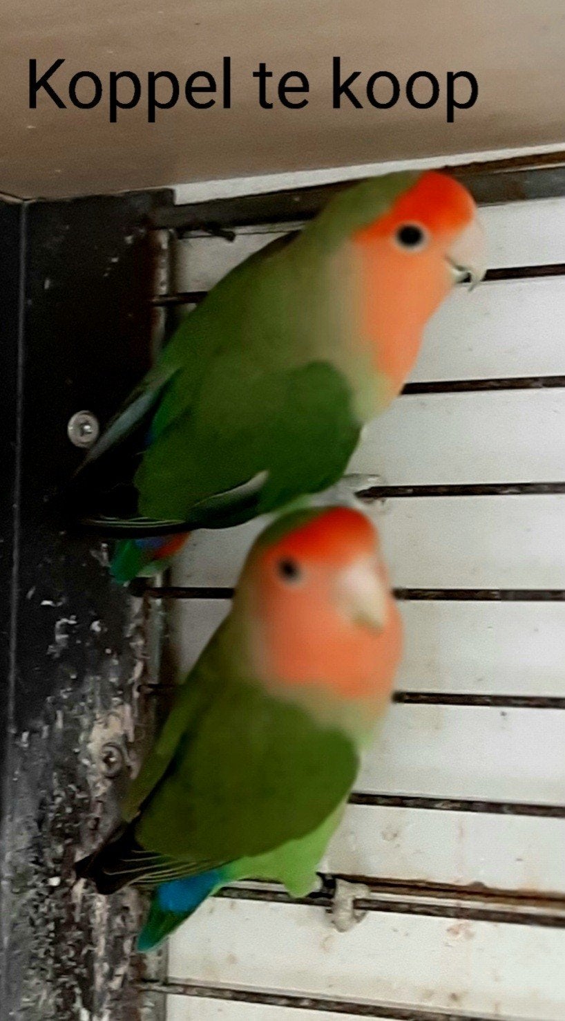roseicollies Te Koop, Dieren en Toebehoren, Geringd