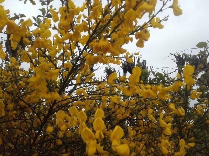Brem (Cytisus scoparius) | Inheemse gele brem in pot, Tuin en Terras, Planten | Bomen, In pot, Ophalen of Verzenden