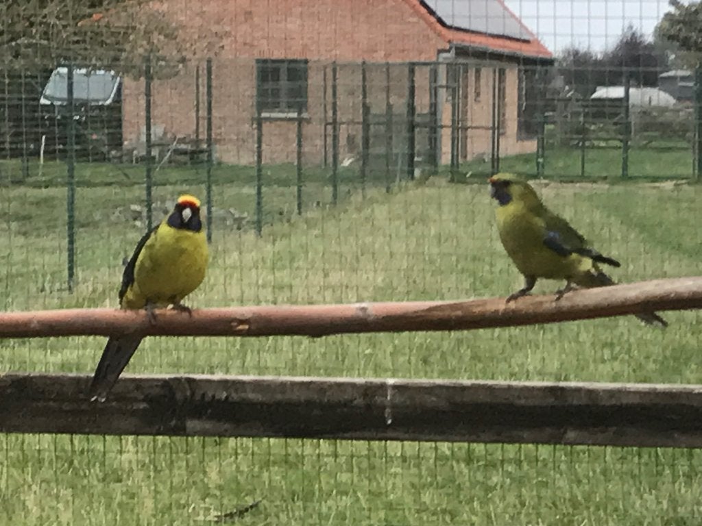 Geelbuik rosella man, Dieren en Toebehoren, Vogels | Parkieten en Papegaaien, Mannelijk, Parkiet