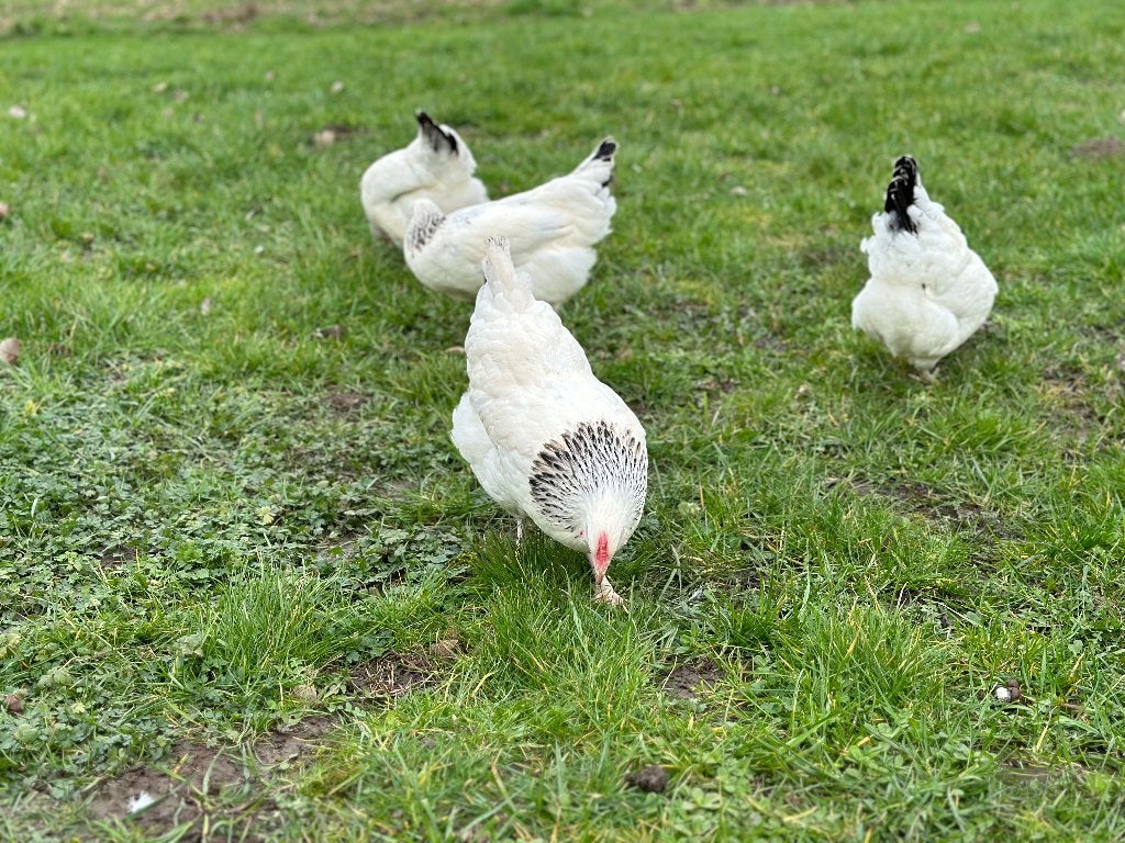 Jonge tamme Sussex kippen gesekst en ingeënt, Dieren en Toebehoren, Vrouwelijk, Kip