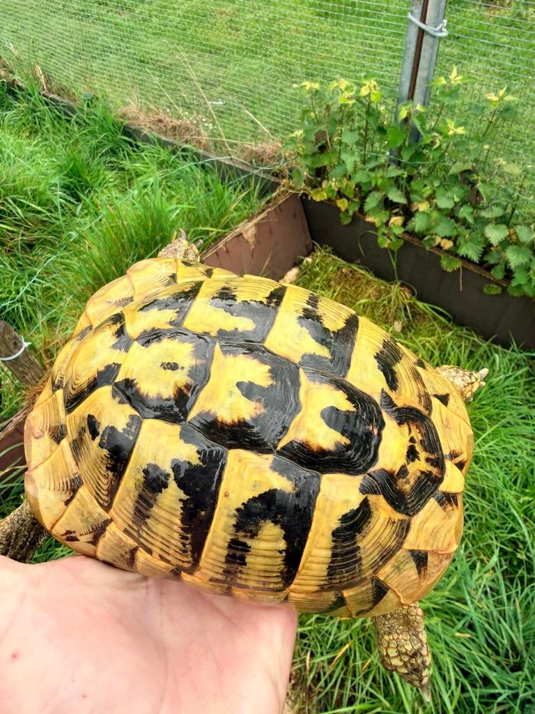 Tortue herman boetgeri, Dieren en Toebehoren, Schildpad