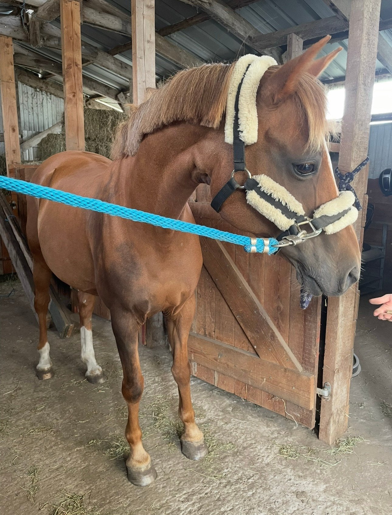 Droom kinderpony, Merrie, Met stamboom, Springpony, 11 jaar of ouder