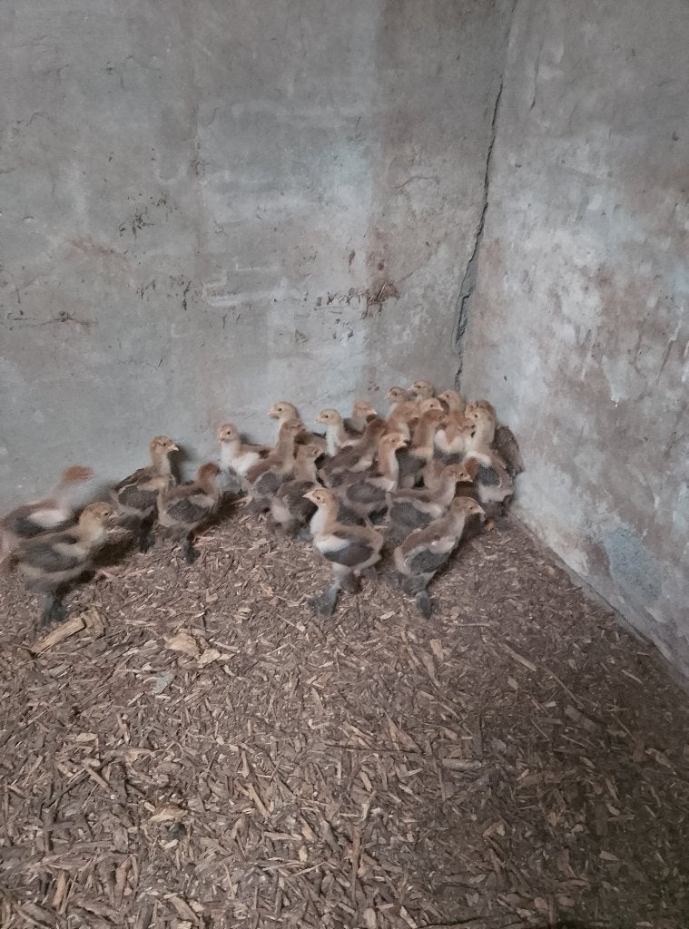 Jonge hennetjes Brahma goudpatrijs
