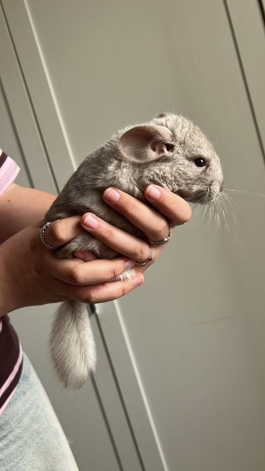 Chinchilla meisje, Dieren en Toebehoren, Chinchilla, Februari, Vrouwelijk, Tam