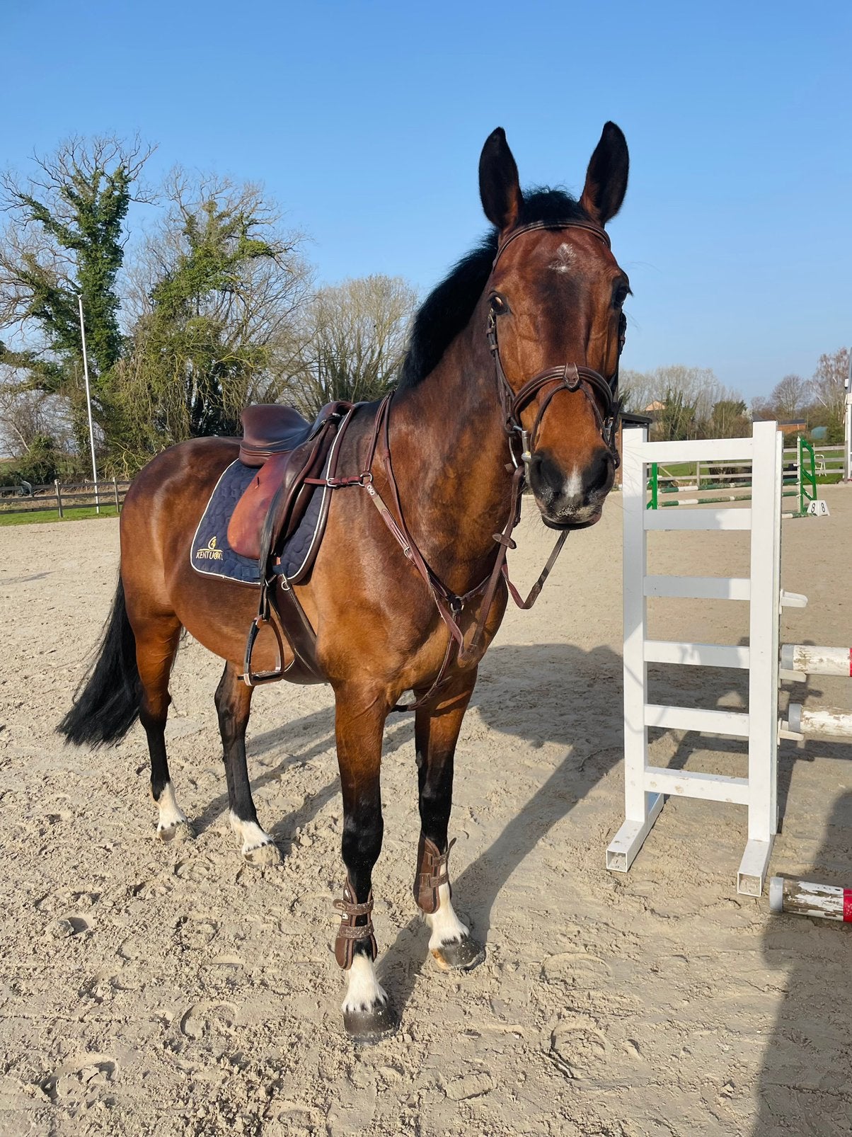 Knappe springmerrie te koop, Animaux & Accessoires, Chevaux, Jument, Z, Cheval de saut