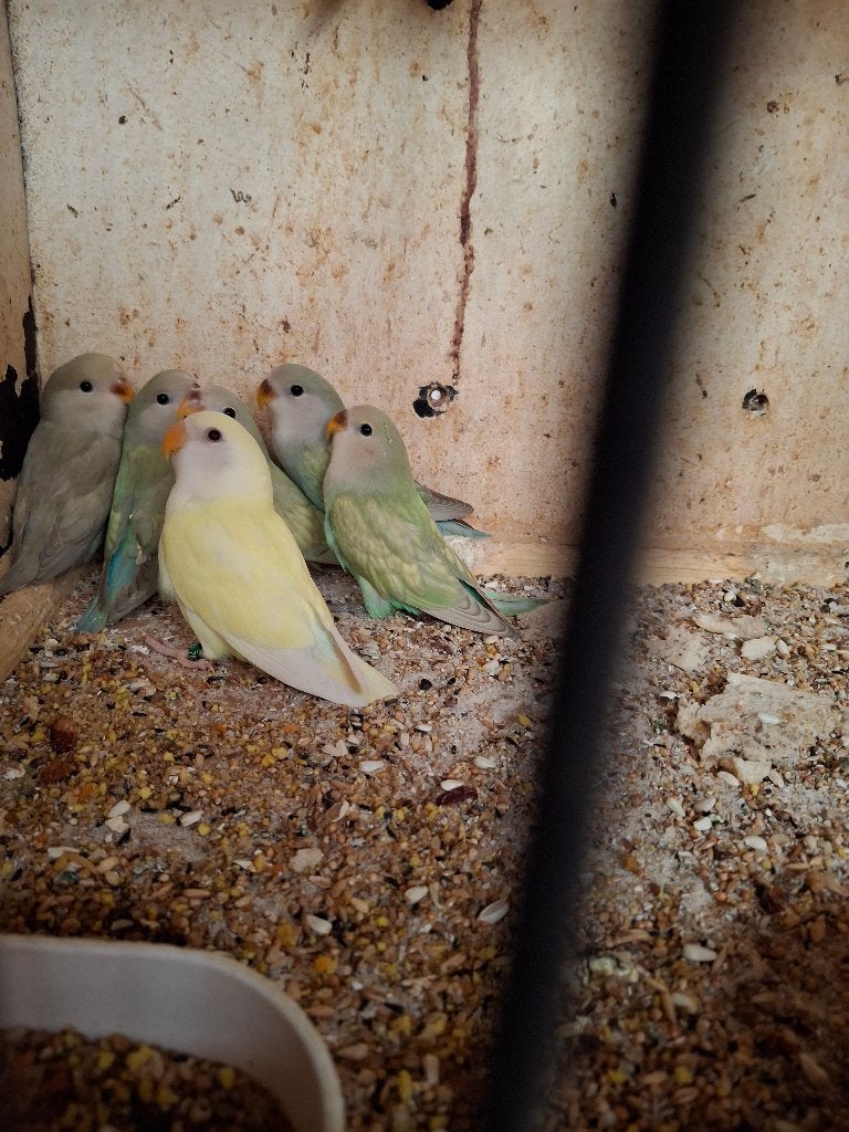 JONGE ROSEICOLLIS 8-10 WEKEN , om af te richten, Meerdere dieren, Dwergpapegaai of Agapornis, Geringd