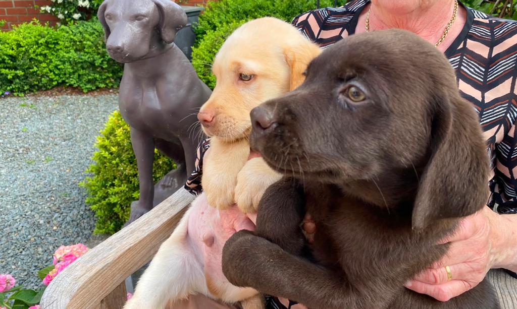️ Zalige Labrador pups bij ons thuis op de boerderij ! ️️, Parvo, België, Fokker | Hobbymatig, 8 tot 15 weken