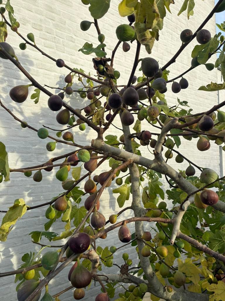 Vijg, Tuin en Terras, Ophalen