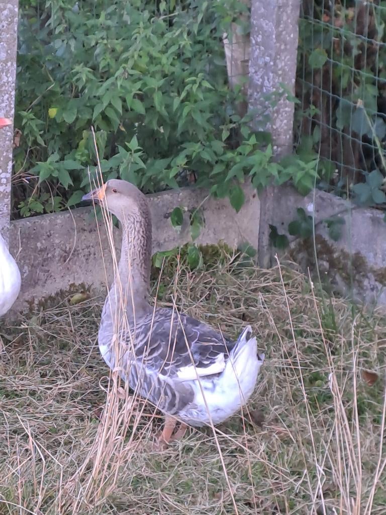Jonge gans, Vrouwelijk, Gans of Zwaan